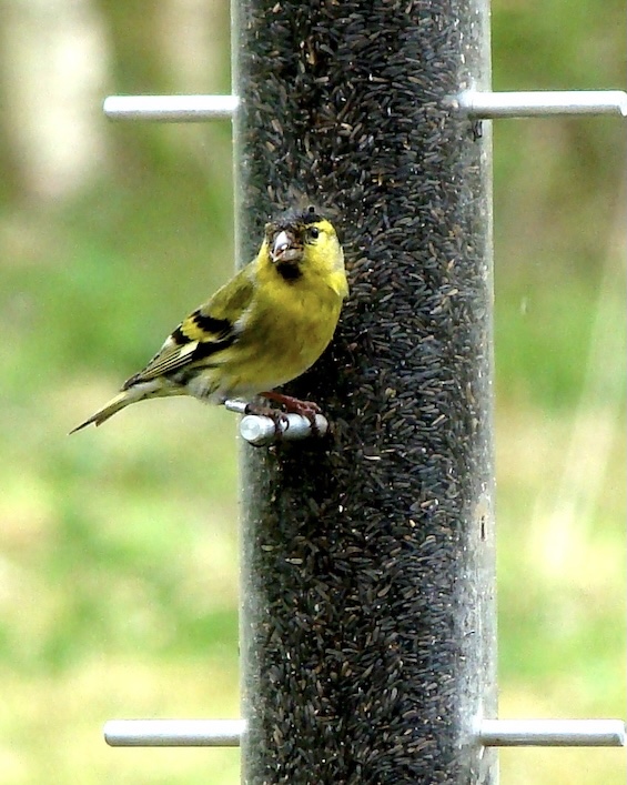 siskin